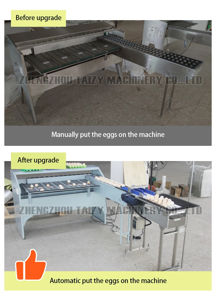 Egg Washing and Grading Machine Egg Grader with Printer Accumulator Egg Sorter Machine